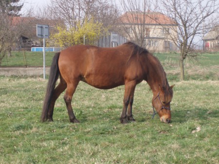 Rozinka