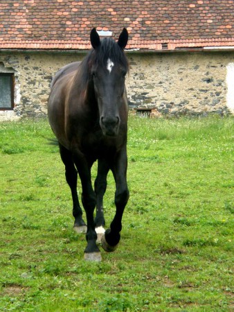 Agniszka
